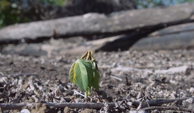 TV Cultura exibe Mostra Ecofalante de Cinema em programação especial dedicada à COP30