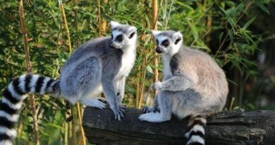Zoológico de São Paulo recebe atração especial para celebrar o Dia das Crianças