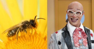 no Quintal da Cultura, Osório mostra por que as abelhas são essenciais à vida