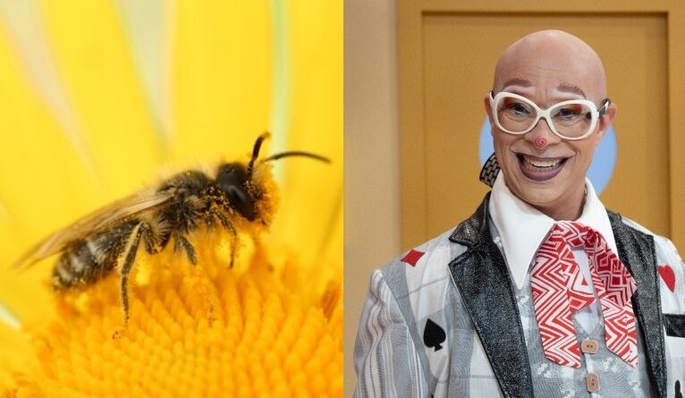 no Quintal da Cultura, Osório mostra por que as abelhas são essenciais à vida