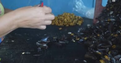 Agrocultura destaca a transformação da casca de sururu em adubo para a agricultura