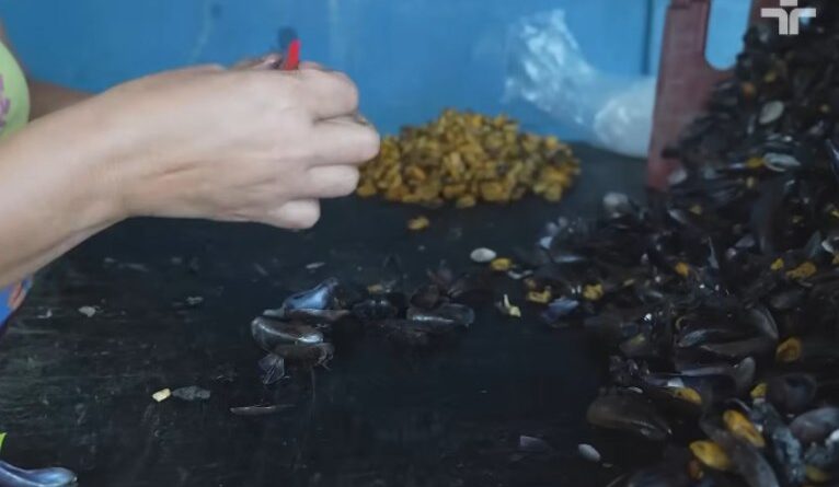 Agrocultura destaca a transformação da casca de sururu em adubo para a agricultura