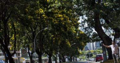COP30: Brasil lança plano nacional para aumentar arborização urbana