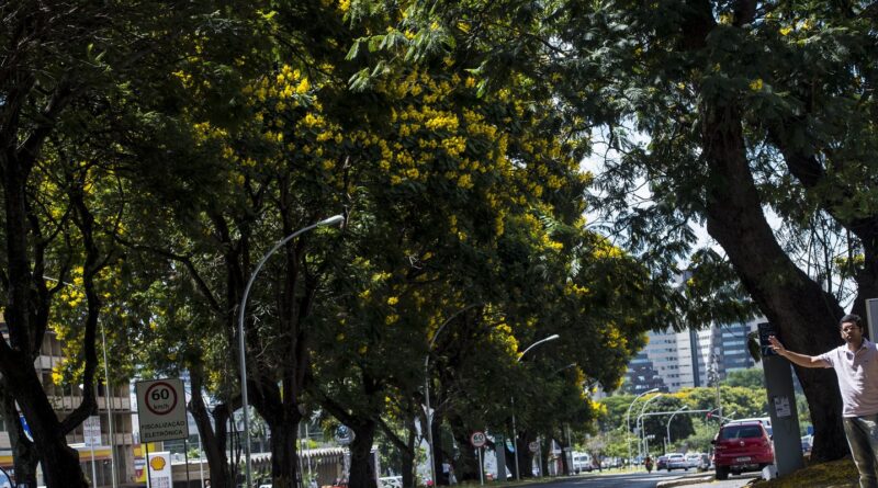 COP30: Brasil lança plano nacional para aumentar arborização urbana
