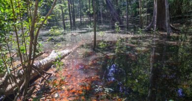 Dinossauros viveram na Amazônia, descobrem pesquisadores de Roraima