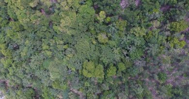 Exposição digital mostra vida nos seis biomas brasileiros