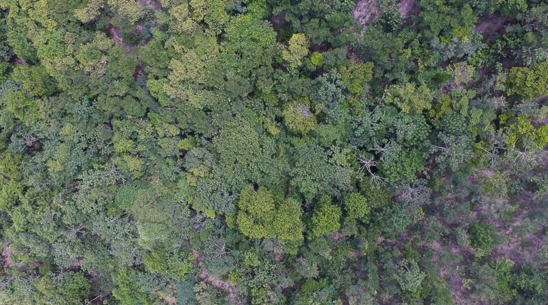 Exposição digital mostra vida nos seis biomas brasileiros