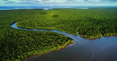 Exposição no CCBB RJ destaca importância e riqueza dos manguezais