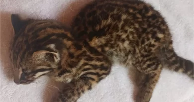 Filhote de jaguatirica é resgatado em São Gabriel da Palha – Portal Momento