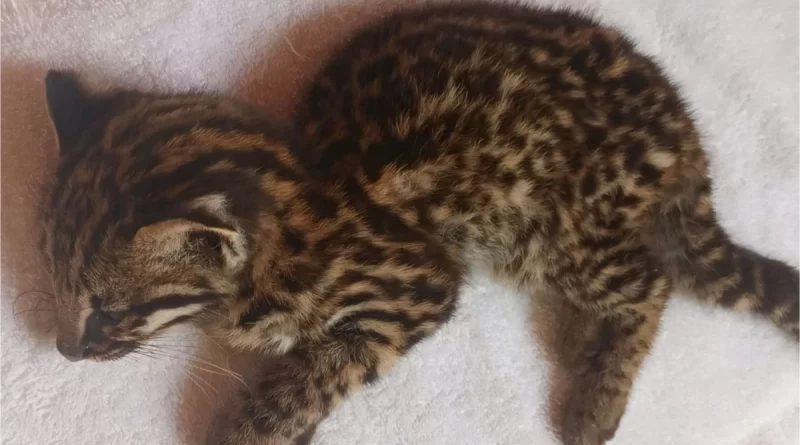 Filhote de jaguatirica é resgatado em São Gabriel da Palha – Portal Momento