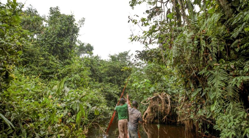 França lidera ação de US$ 2,5 bilhões para proteger floresta do Congo