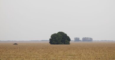 Fronteira Cerrado: o agronegócio entre desenvolvimento e destruição