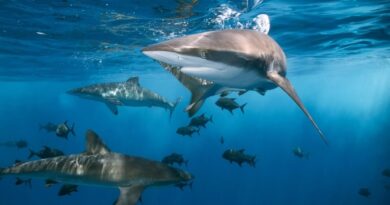 Matéria de Capa deste domingo (9) aborda papel dos tubarões nos ecossistemas marinhos