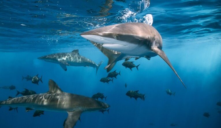 Matéria de Capa deste domingo (9) aborda papel dos tubarões nos ecossistemas marinhos