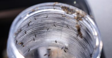 Ministério da Saúde intensificará mobilização contra dengue no Brasil