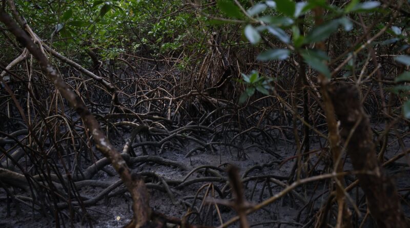Pacto global para proteger manguezais tem adesão de 46 governos