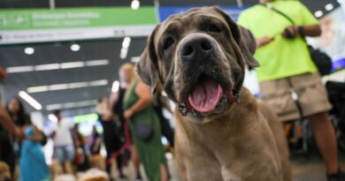 STF suspende lei sobre transporte aéreo de animais de apoio emocional