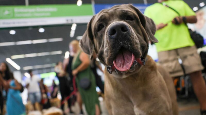 STF suspende lei sobre transporte aéreo de animais de apoio emocional