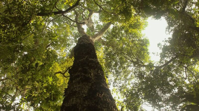 TV Brasil estreia nova temporada de "Parques do Brasil" neste domingo