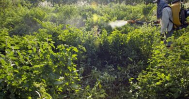 Agrotóxicos atingem população já em vulnerabilidade, diz especialista