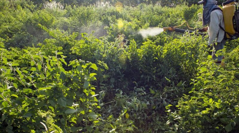 Agrotóxicos atingem população já em vulnerabilidade, diz especialista