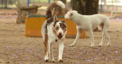 Brasil tem cerca de 30 milhões de animais domésticos abandonados