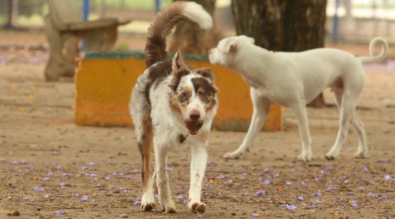 Brasil tem cerca de 30 milhões de animais domésticos abandonados