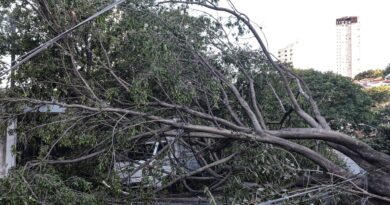 Defesa Civil de SP recebe 514 chamados por quedas de árvores