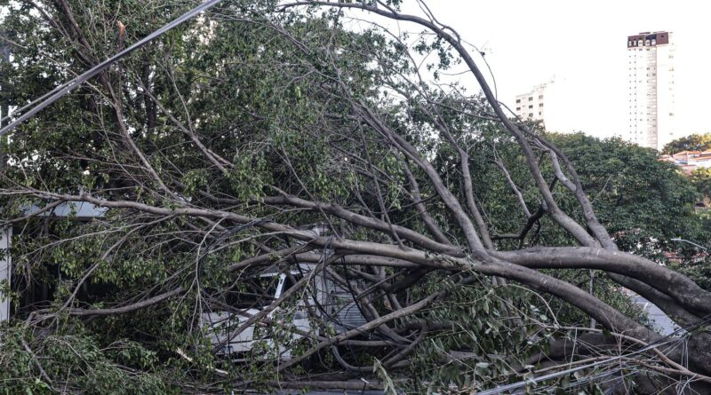Defesa Civil de SP recebe 514 chamados por quedas de árvores