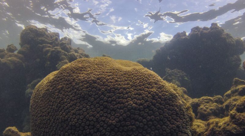 El Niño afeta ecossistema marinho no Oceano Atlântico, diz estudo