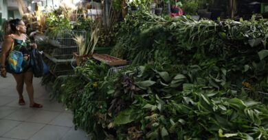 Erveiras se atualizam para atender a novas tradições de religiões afro