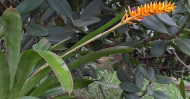 Espécie nova de bromélia floresce no Jardim Botânico do Rio