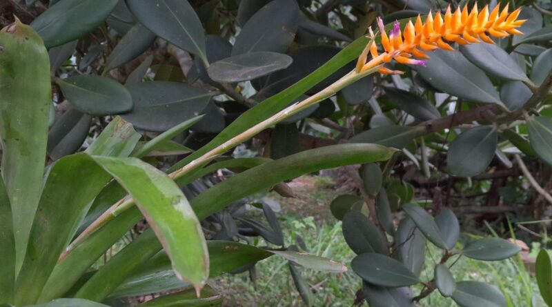 Espécie nova de bromélia floresce no Jardim Botânico do Rio