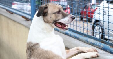 Fogos de artifício acarretam sofrimento físico e risco para animais