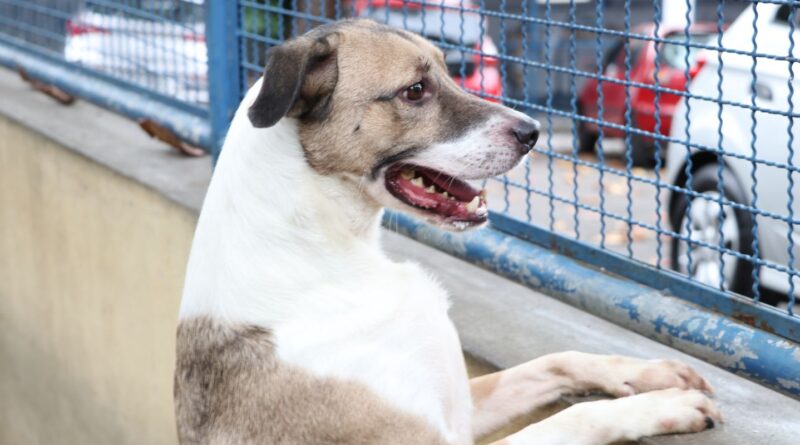 Fogos de artifício acarretam sofrimento físico e risco para animais