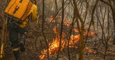 Governo lança painel inédito para rastrear gastos ambientais