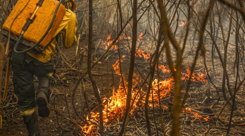 Governo lança painel inédito para rastrear gastos ambientais