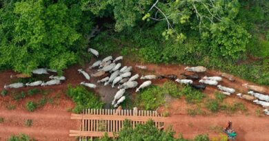 Ibama diz que vaqueiro foi alvo de emboscada na TI Apyterewa