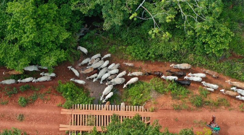 Ibama diz que vaqueiro foi alvo de emboscada na TI Apyterewa