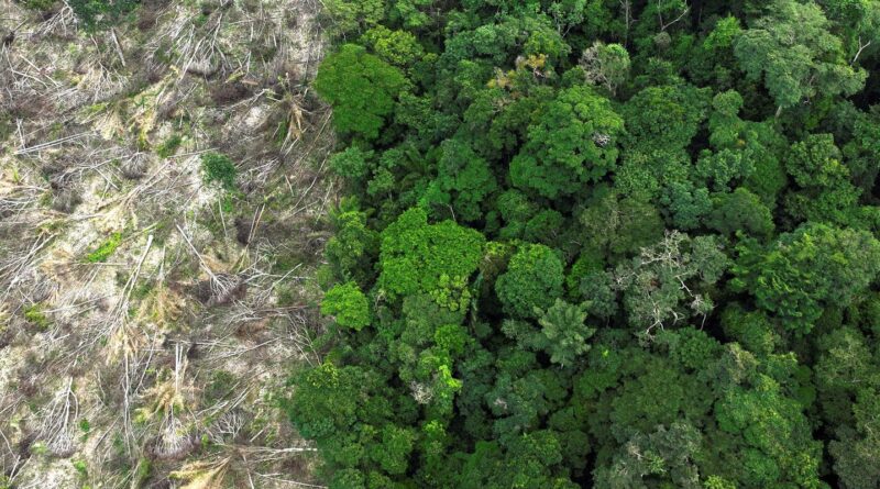 No Amazonas, 62% da exploração madeireira é feita ilegalmente