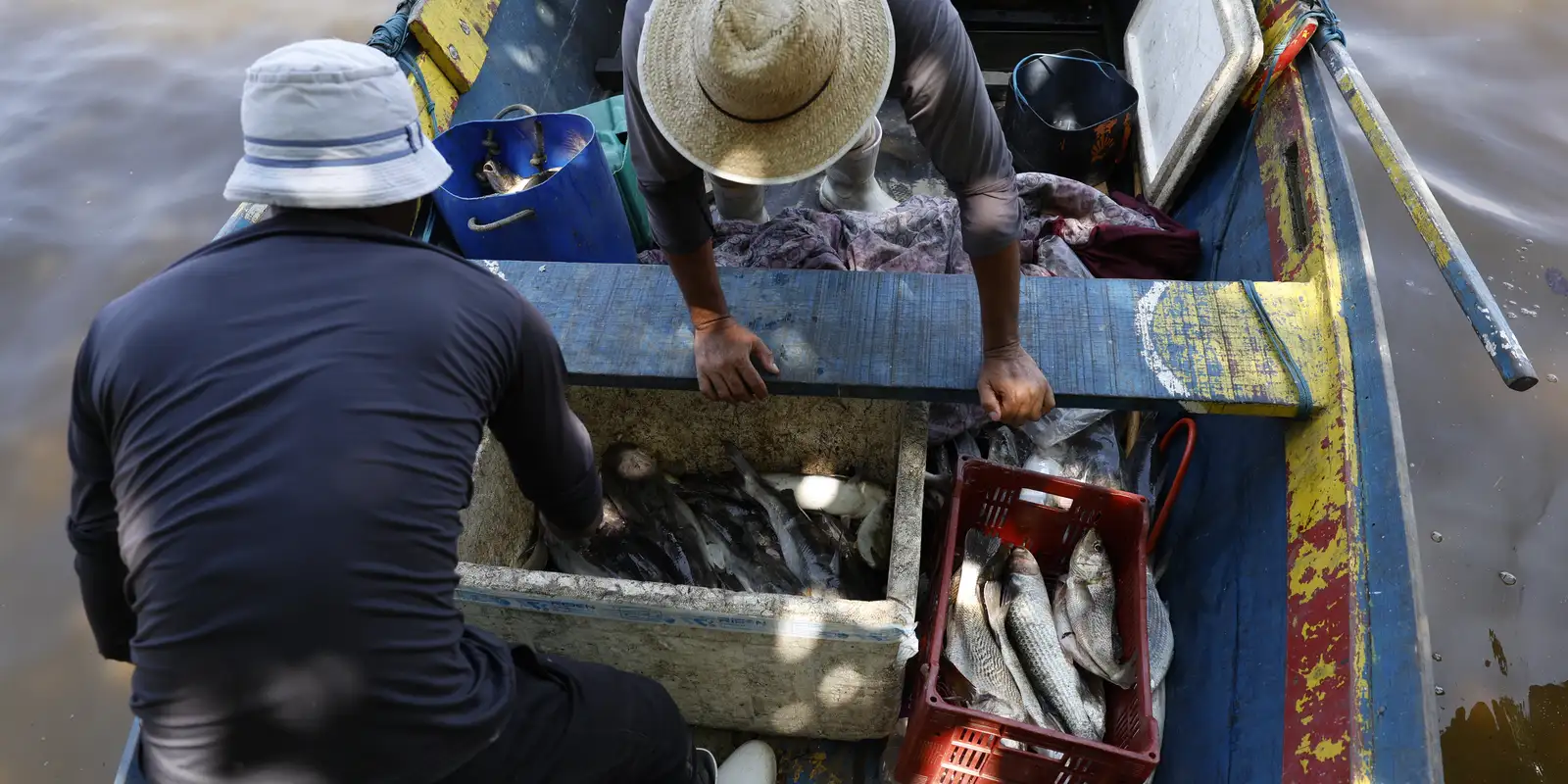Pesquisadores encontram mercúrio em peixes da Baía de Guanabara