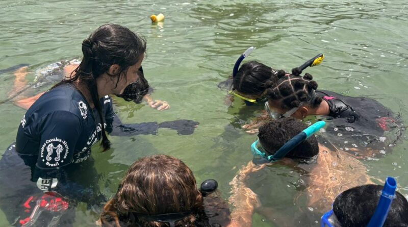 Projeto no Rio forma guardiões de cavalos-marinhos de 12 a 14 anos