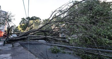 Queda de árvore provoca morte em Guarulhos, diz Defesa Civil