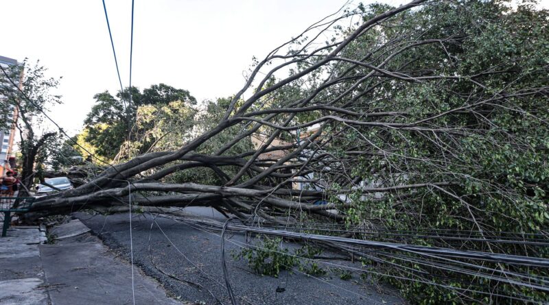 Queda de árvore provoca morte em Guarulhos, diz Defesa Civil