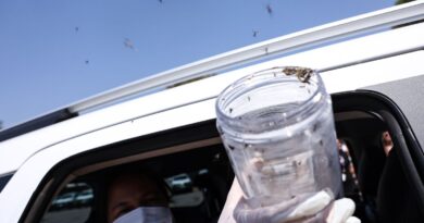 Saúde libera mosquitos estéreis para frear reprodução do Aedes
