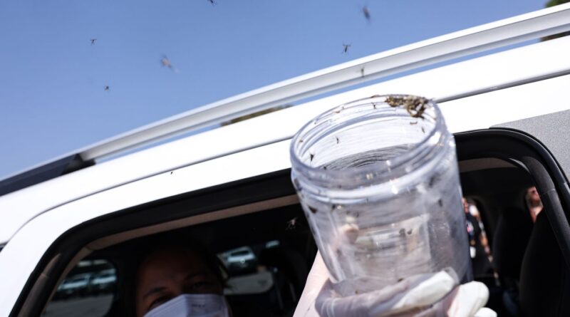 Saúde libera mosquitos estéreis para frear reprodução do Aedes