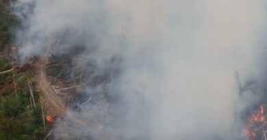 especialistas analisam como derrubada de vetos do "PL da devastação" coloca biomas em risco