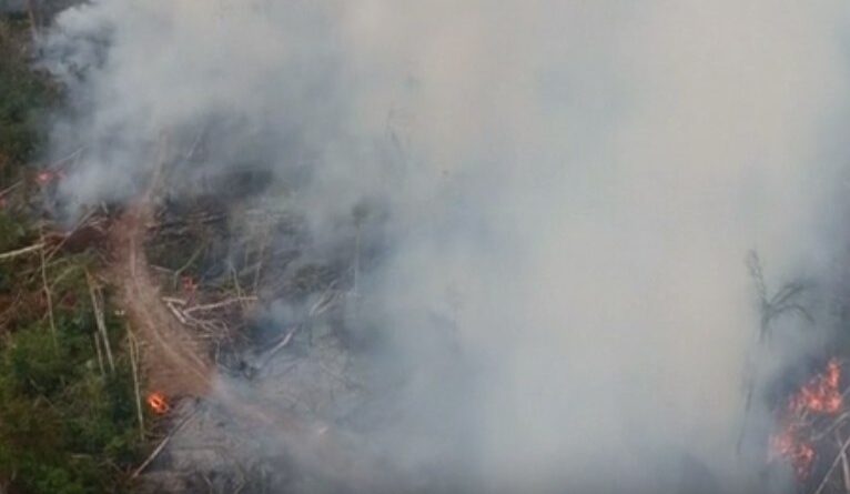 especialistas analisam como derrubada de vetos do "PL da devastação" coloca biomas em risco