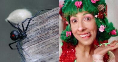 três espécies de aranhas perigosas podem ser encontradas no Brasil; saiba quais