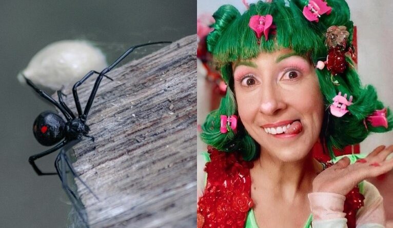 três espécies de aranhas perigosas podem ser encontradas no Brasil; saiba quais